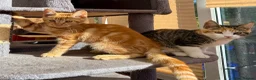 Maine Coon cats for sale: TORTOISESHELL MAINE COON X KITTENS - Advert 4