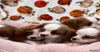 Cavalier King Charles Spaniel dogs - Advert 4