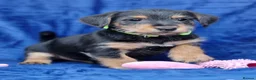 Jack Russell dogs for sale: Beautiful Litter of Jack Russell Puppies  - Advert 22
