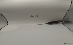 Rat rodents for sale: NOV: 18 Rats For Sale - Advert 13