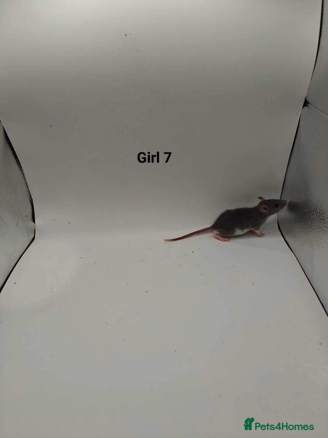 Rat rodents for sale: NOV: 18 Rats For Sale - Advert 13