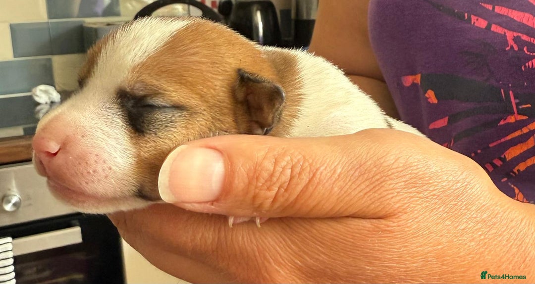 Jack Russell dogs for sale: Bred From Health Tested Parents - Image 4
