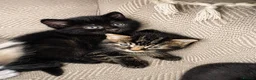 Mixed Breed cats for sale: Beautiful Fluffy Kittens Available to Reserve - Advert 2