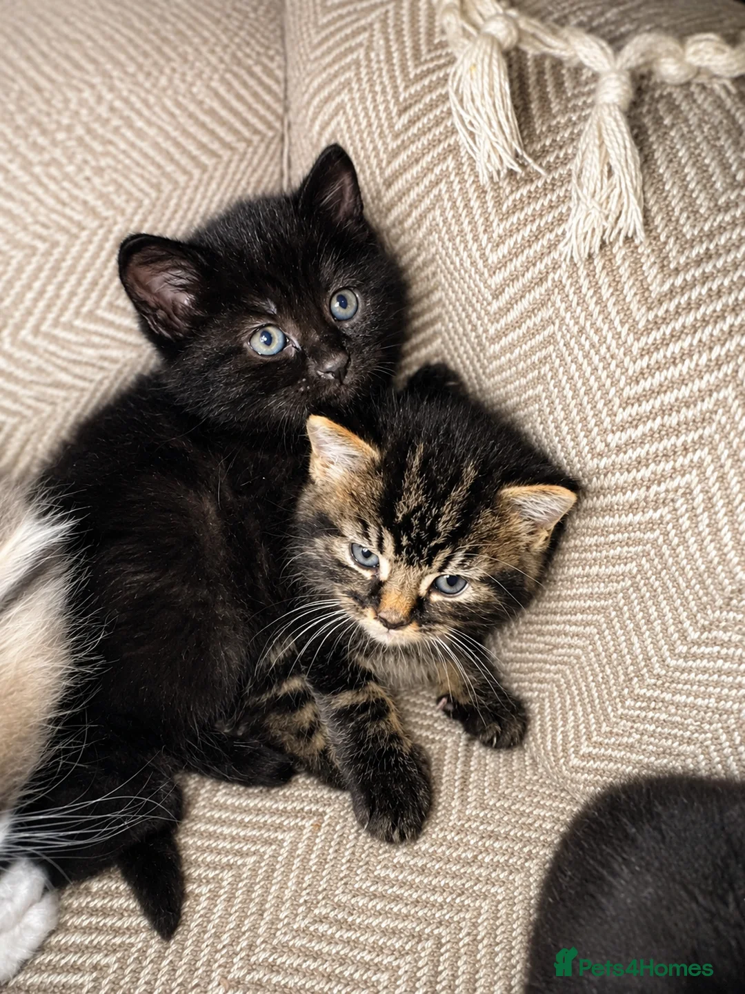 Mixed Breed cats for sale: Beautiful Fluffy Kittens Available to Reserve - Advert 2