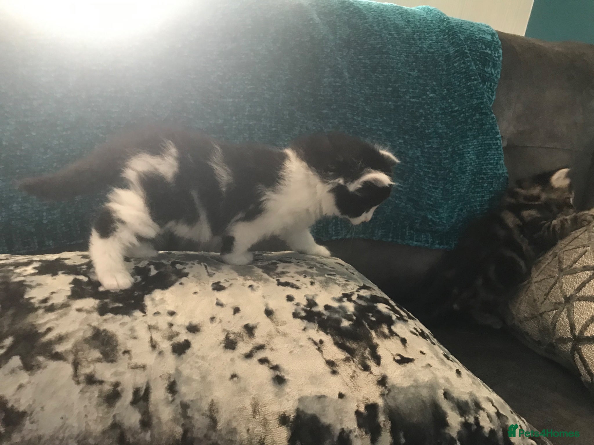 Mixed Breed cats Beautiful Litter of Fluffy Kittens  - Advert 2