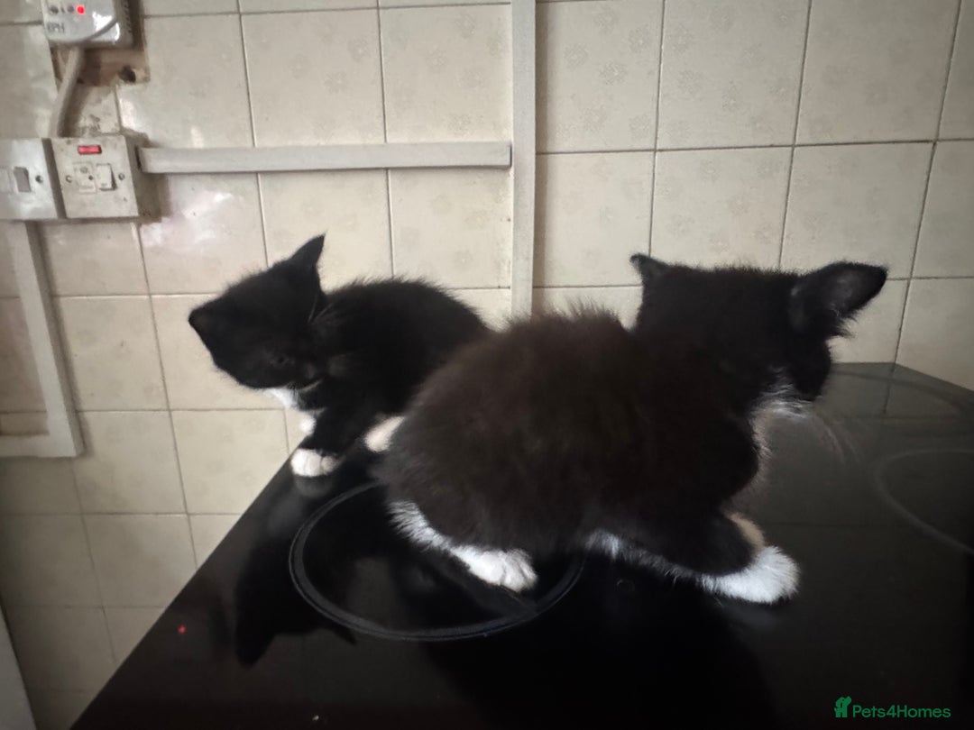 Domestic Shorthair cats for sale: Domestic Kittens - Image 6