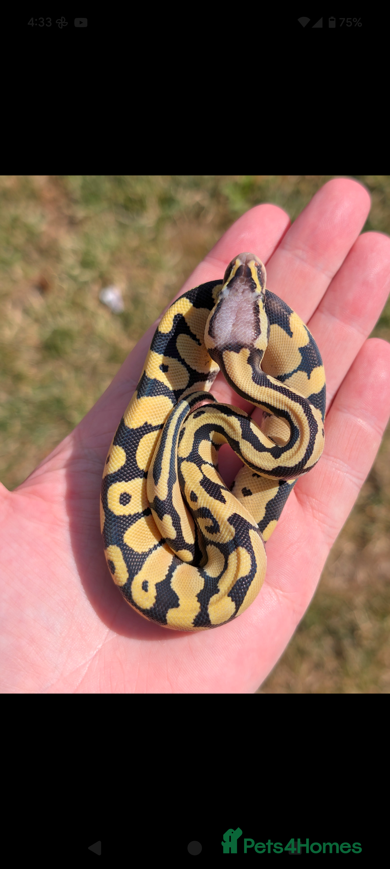 Python Snake reptiles Pastel Desert Ghost in Sheffield - Advert 21