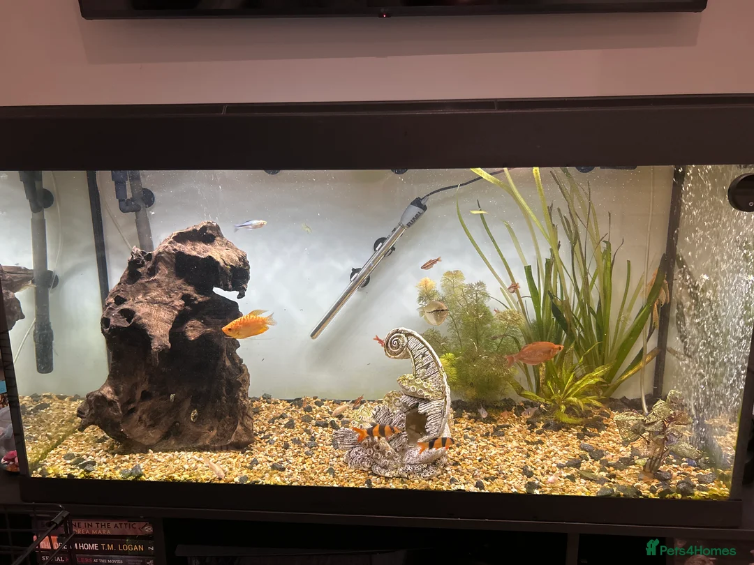 Other/Mixed Breed fish for sale: Fish tank and fish for sale - Advert 19