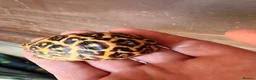 Tortoise reptiles for sale: Indian star tortoise  - Advert 13