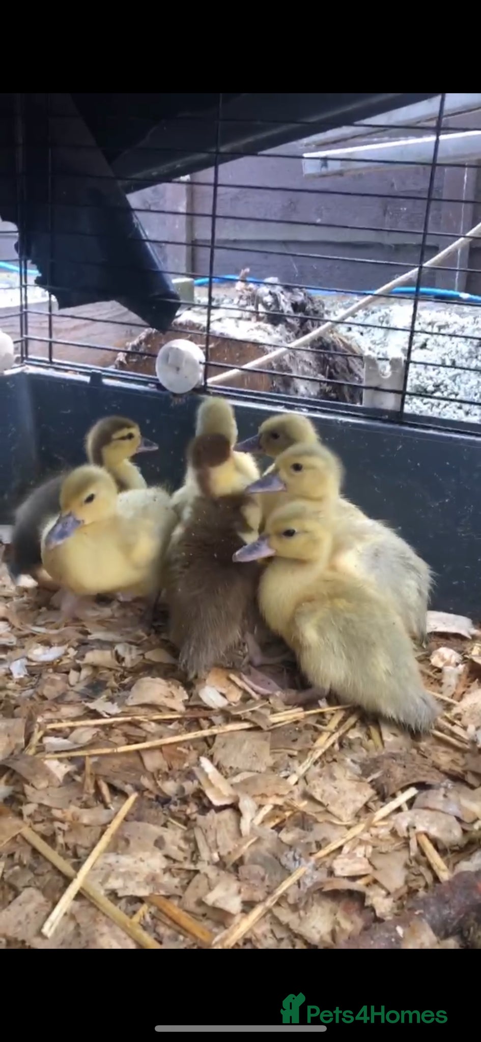Ducks poultry Muscovy  - Advert 8