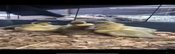 Ducks poultry for sale: Muscovy  - Advert 2