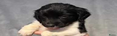 English Springer Spaniel 2