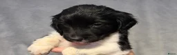English Springer Spaniel dogs for sale: English springer spaniel litter  - Advert 6