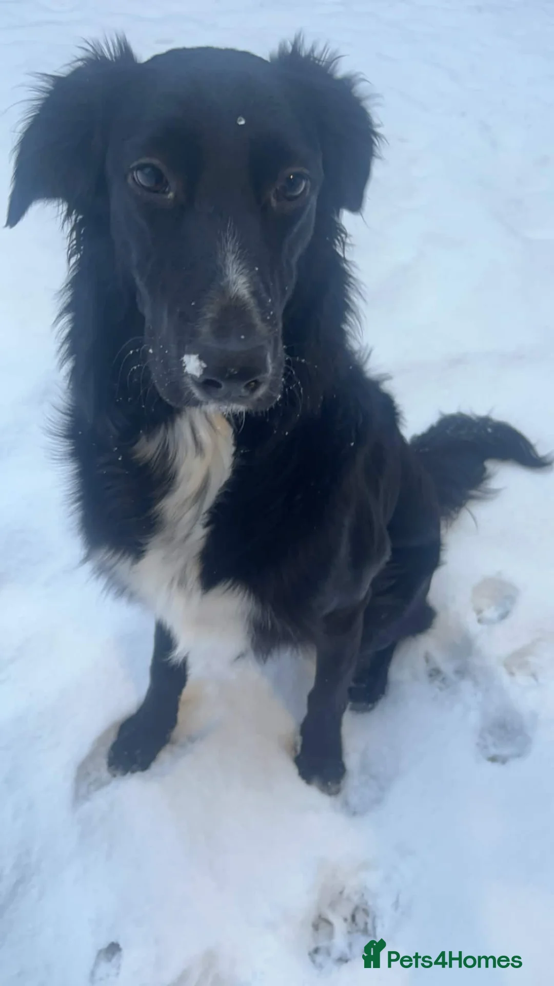 Mixed Breed dogs for sale: Golden Retriever x Collie Puppies - Ready to leave - Advert 2