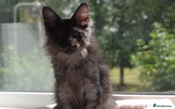 Maine Coon cats for sale: Tica Registered Maine Coon Kittens *ready now* - Image 10