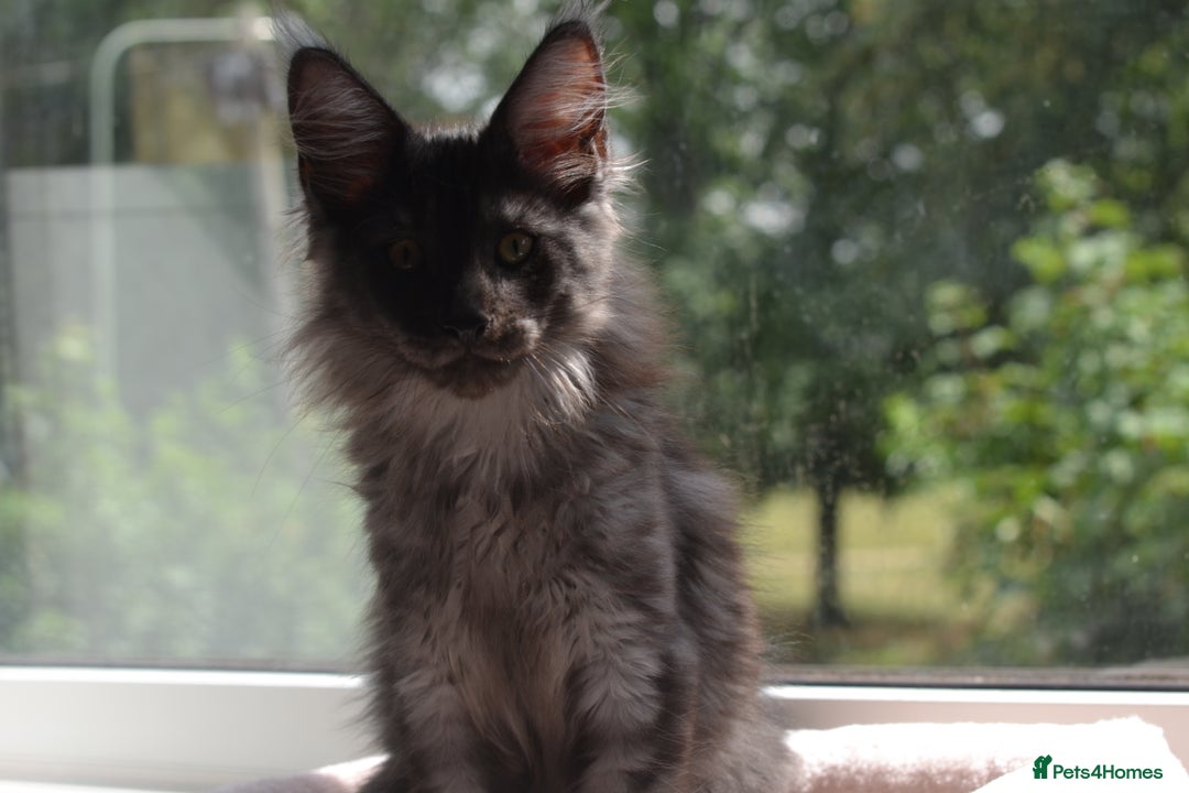 Maine Coon cats for sale: Tica Registered Maine Coon Kittens *ready now* - Image 10