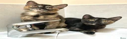 Asian cats for sale: Pedigree Asian Kittens Bombay Dad Black Tortie Mum - Advert 3