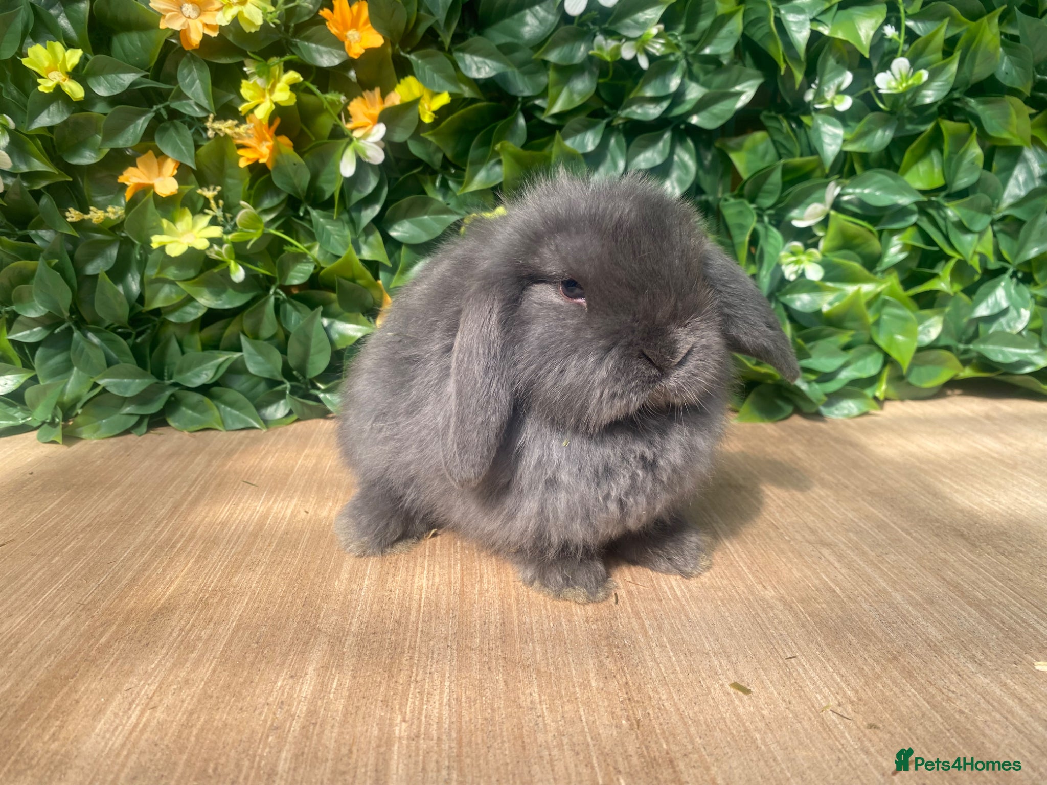 Mini Lop rabbits Mini lops ( Est since 2014 )💙 - Advert 7