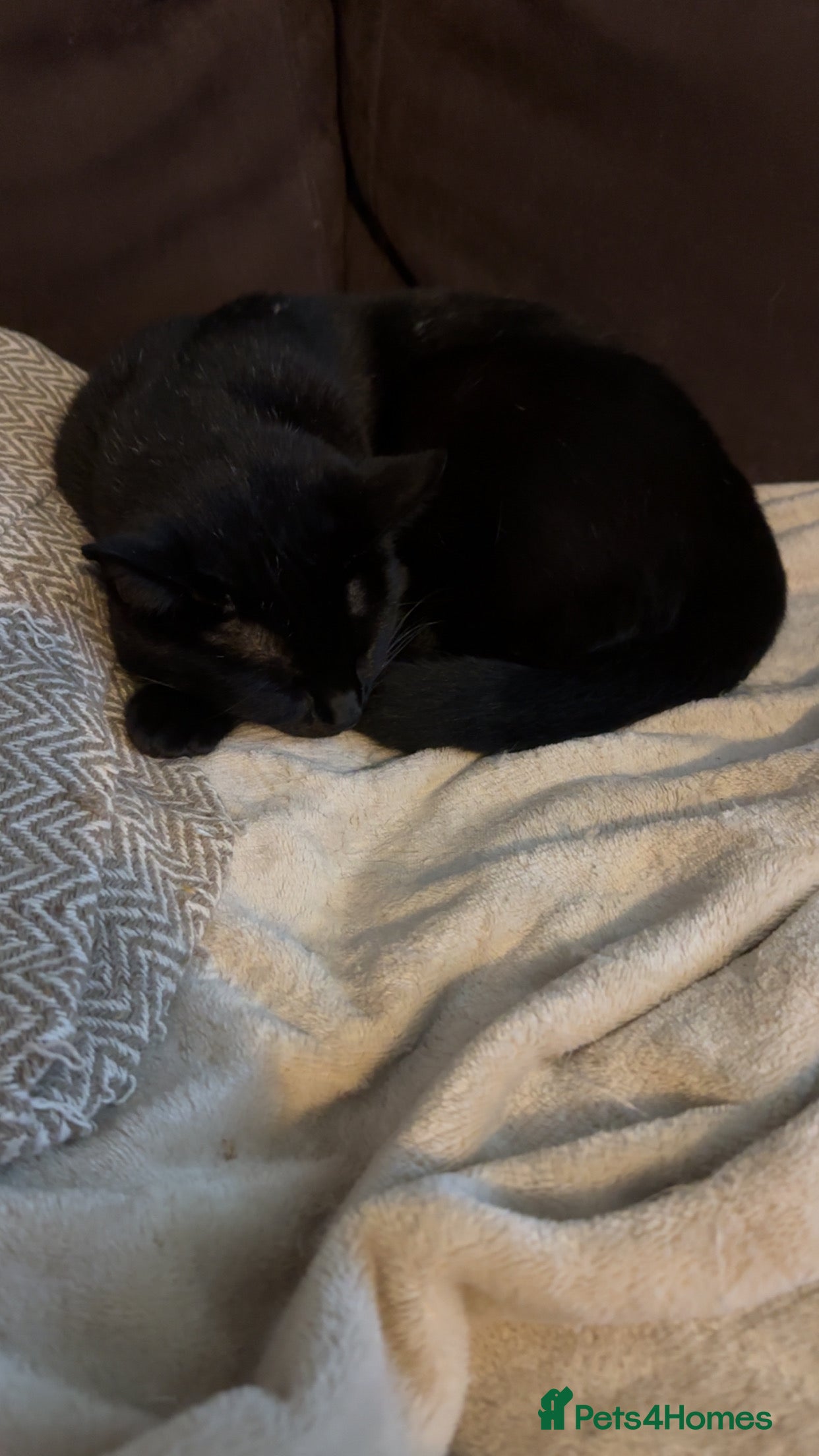 Domestic Shorthair cats Black loving cat for sale  - Advert 12