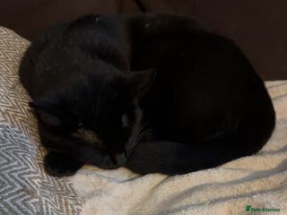 Domestic Shorthair cats Black loving cat for sale - Advert 1