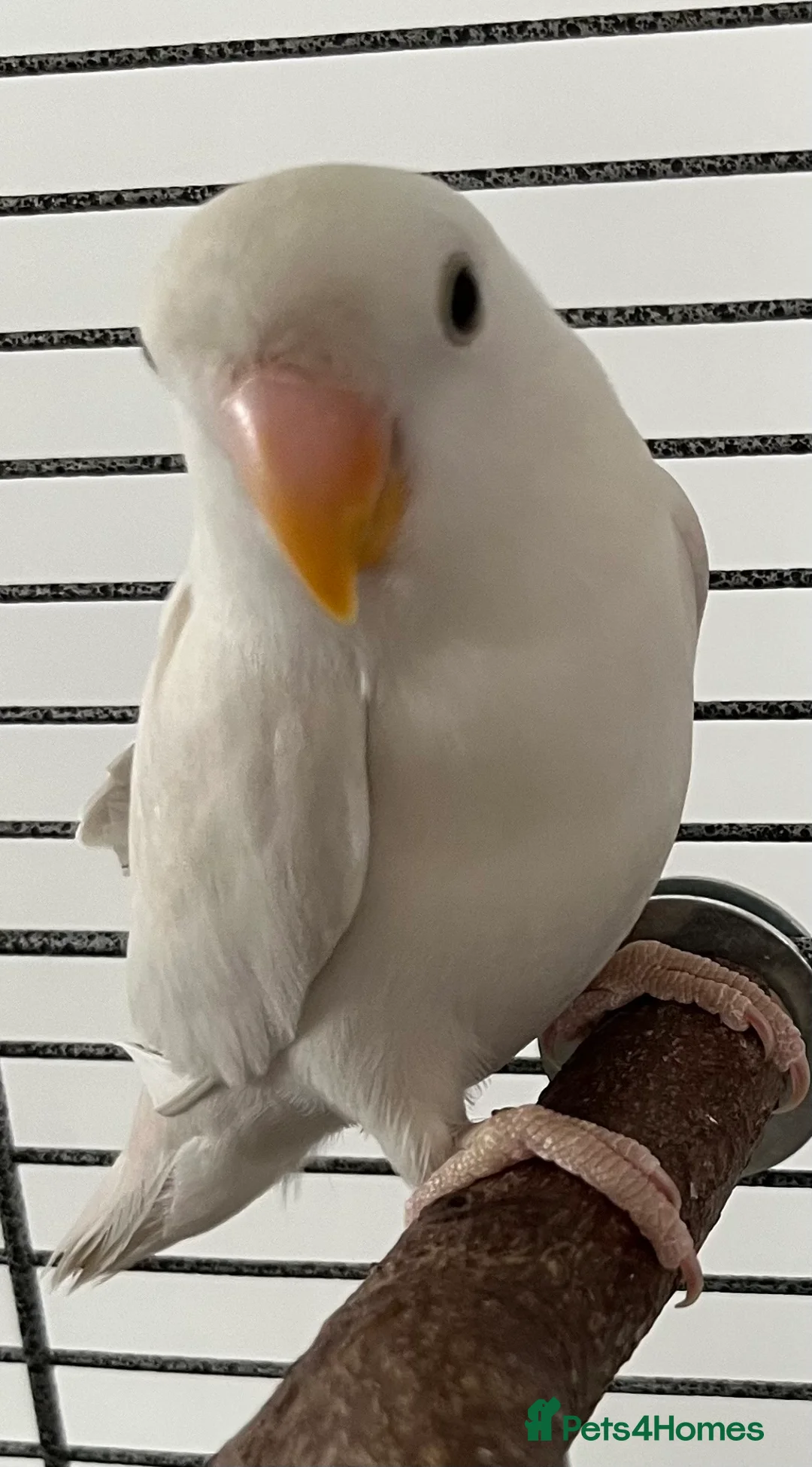 Lovebirds birds for sale: Hand reared love bird  - Advert 1