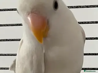 Lovebirds birds Hand reared love bird - Advert 1