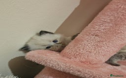Ragdoll cats for sale: *READY TO LEAVE Beautiful Ragdoll kittens for sale - Image 12