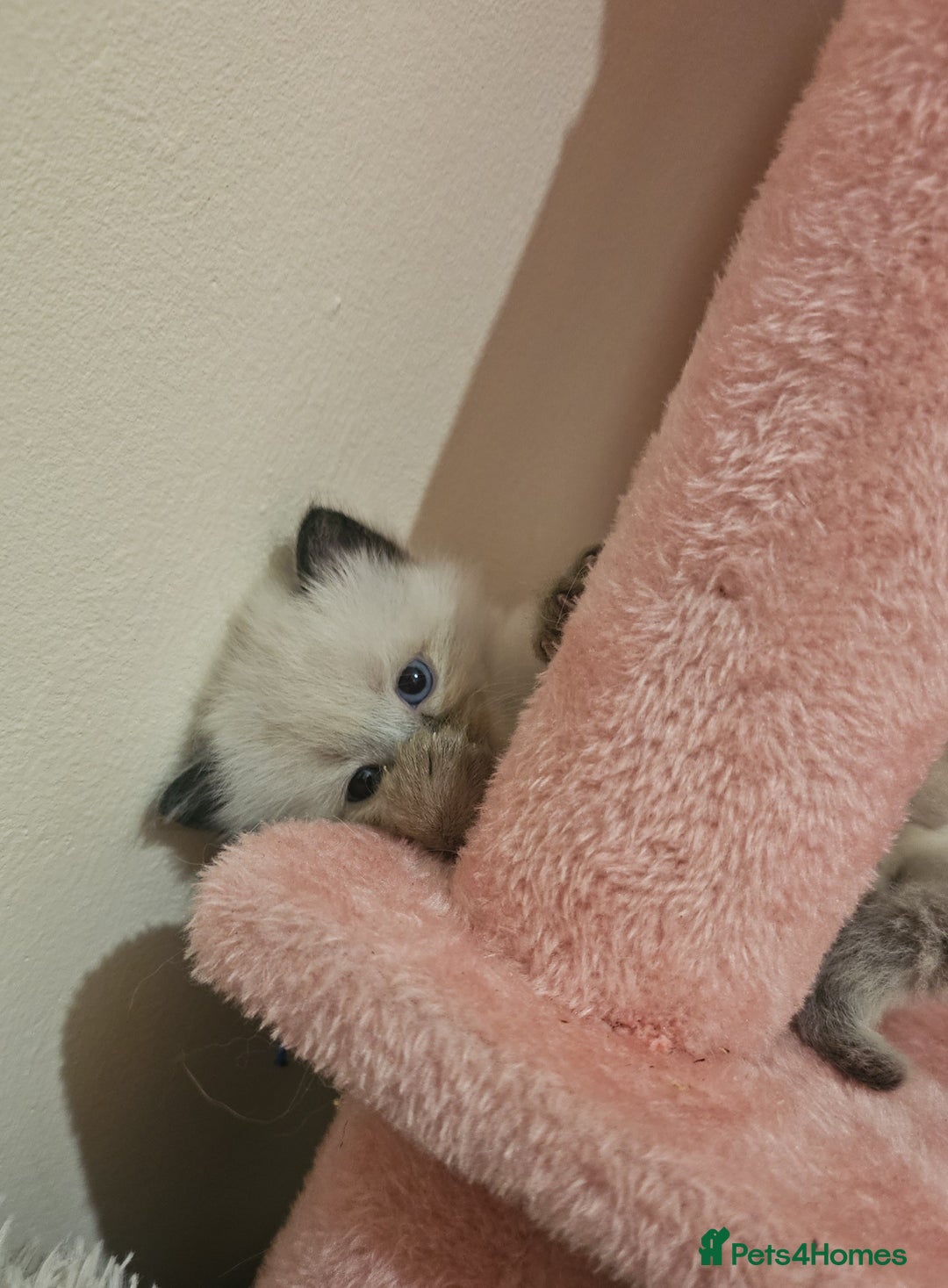 Ragdoll cats for sale: *READY TO LEAVE Beautiful Ragdoll kittens for sale - Image 12