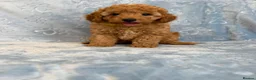 Toy Poodle dogs for sale: Beautiful health tested toy poodles  - Advert 24
