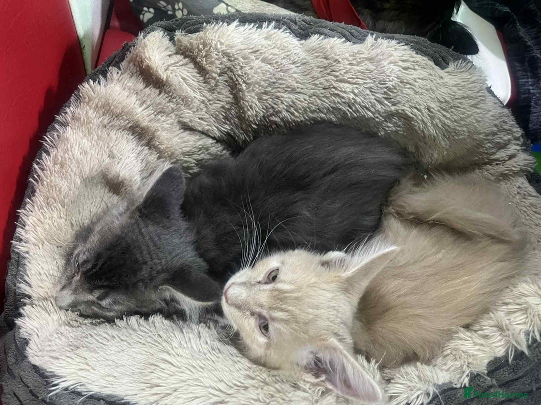 Maine Coon cats for sale: Maine coon kittens ready now boys  - Image 14