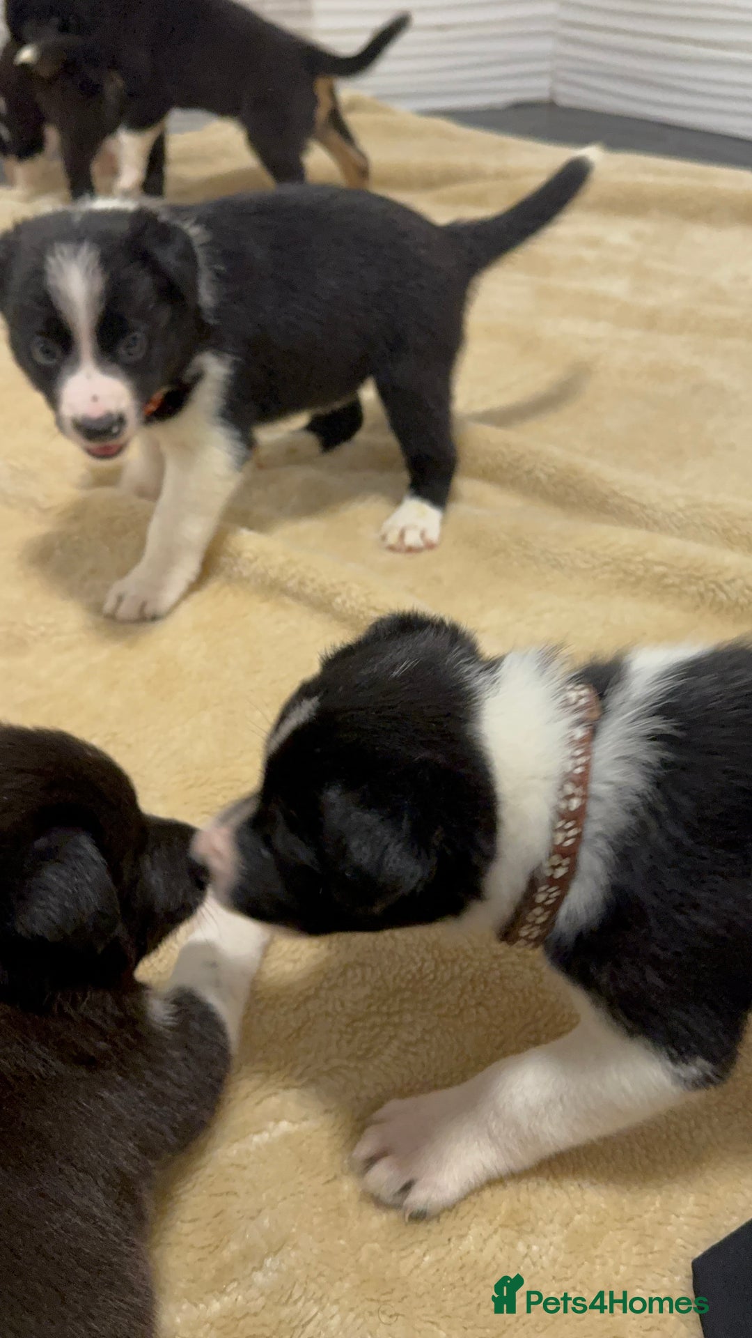 Border Collie dogs for sale: Border Collie Puppies  - Advert 10
