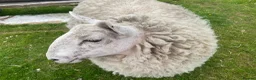 Sheep livestock for sale: 2 pet sheep in Dumfries - Advert 5