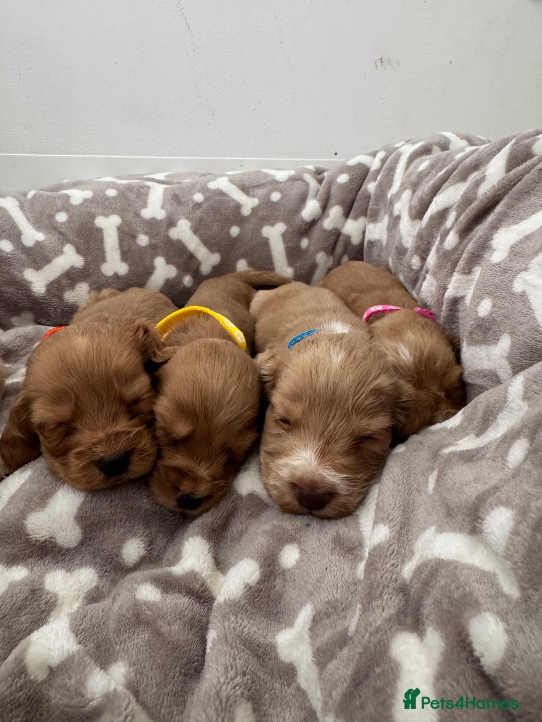 Cocker Spaniel dogs for sale: 🐾Exceptional Show Cocker Spaniels🐾 - Image 6