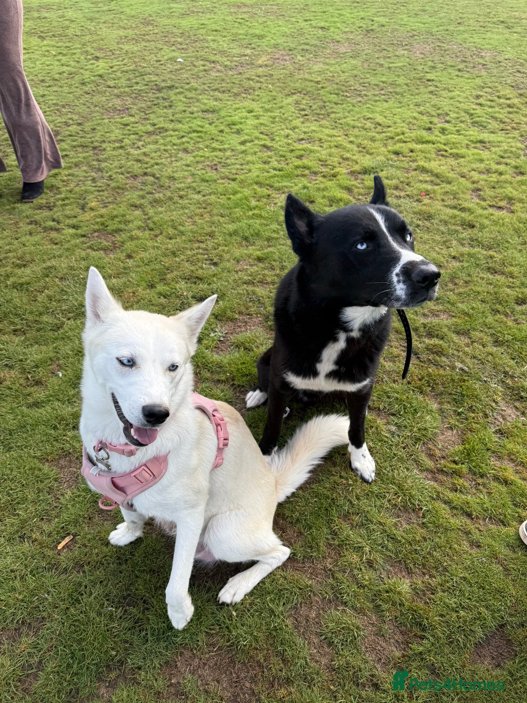 Siberian Husky dogs for sale: Husky Puppy🌸 - Advert 2