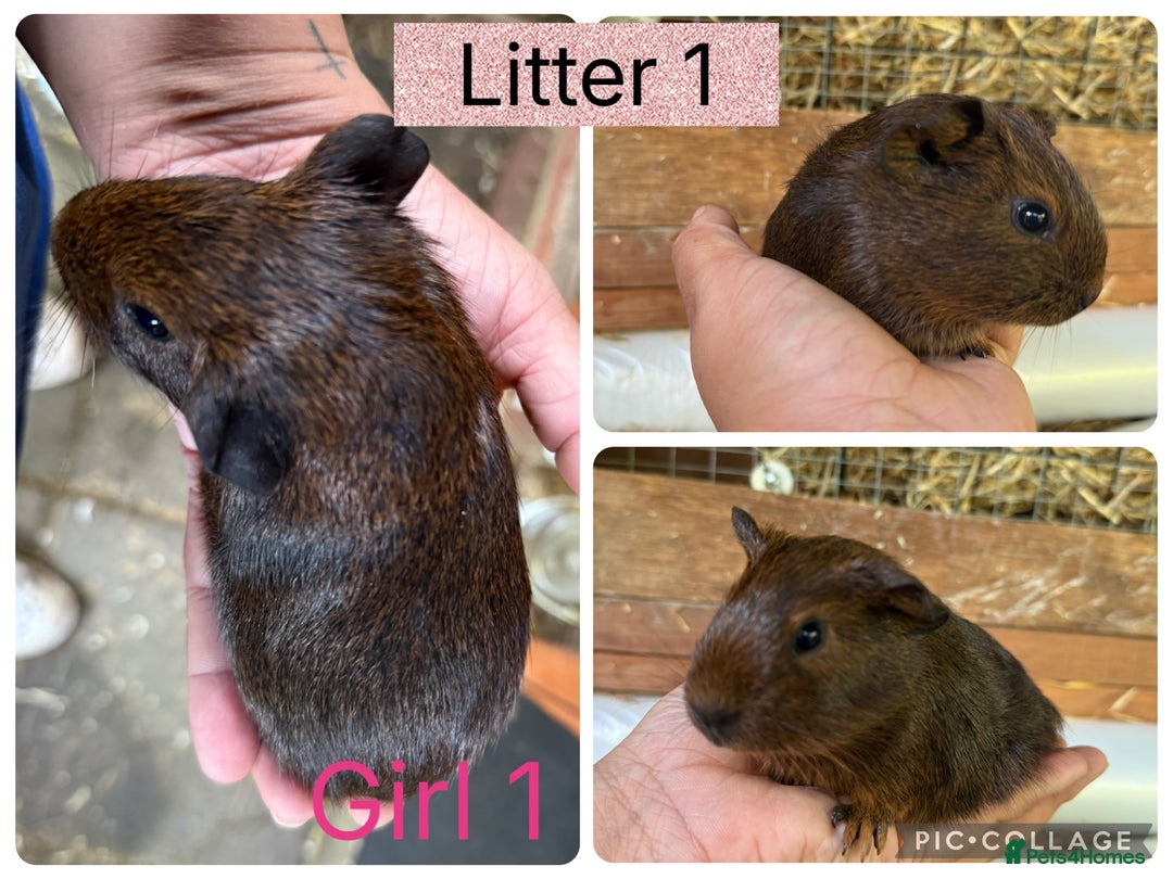 Guinea Pig rodents for sale: Beautiful baby guinea pigs  - Image 6