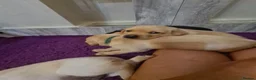Labrador Retriever dogs for sale: Ready to leave! black KC Labrador Puppies - Advert 20