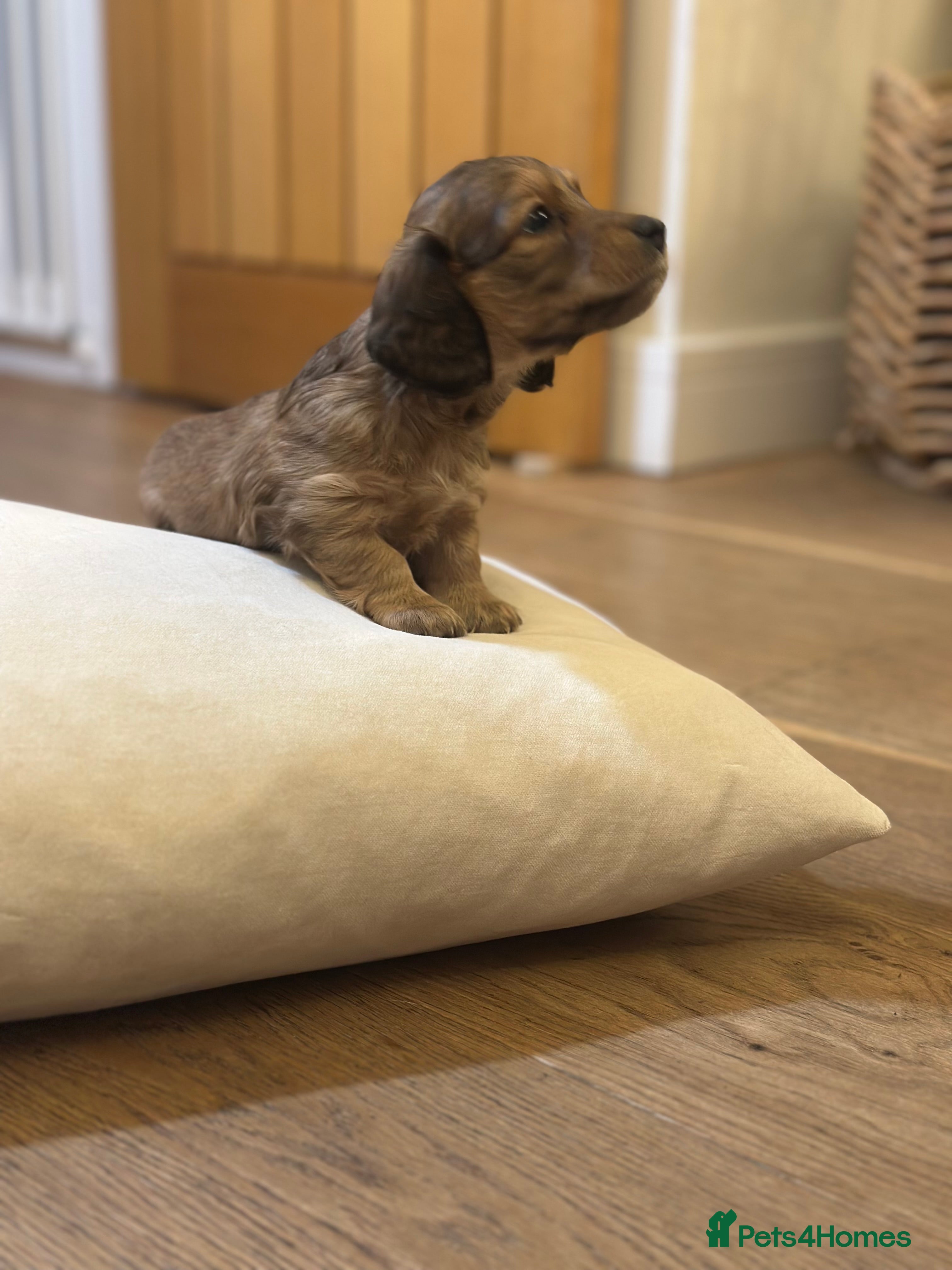 Miniature Dachshund dogs Long haired miniature shaded cream dachshund  - Advert 12