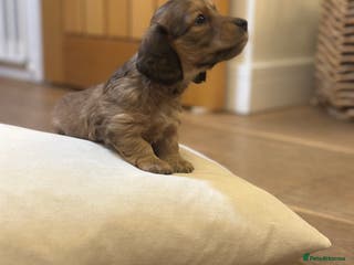 Miniature Dachshund dogs Long haired miniature shaded cream/red dachshund - Advert 9