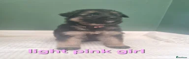 German Shepherd 5