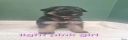 German Shepherd dogs for sale: beautiful German shepherd puppies in Halifax - Advert 11