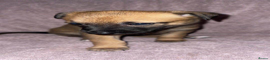 Mixed Breed Puppy 11
