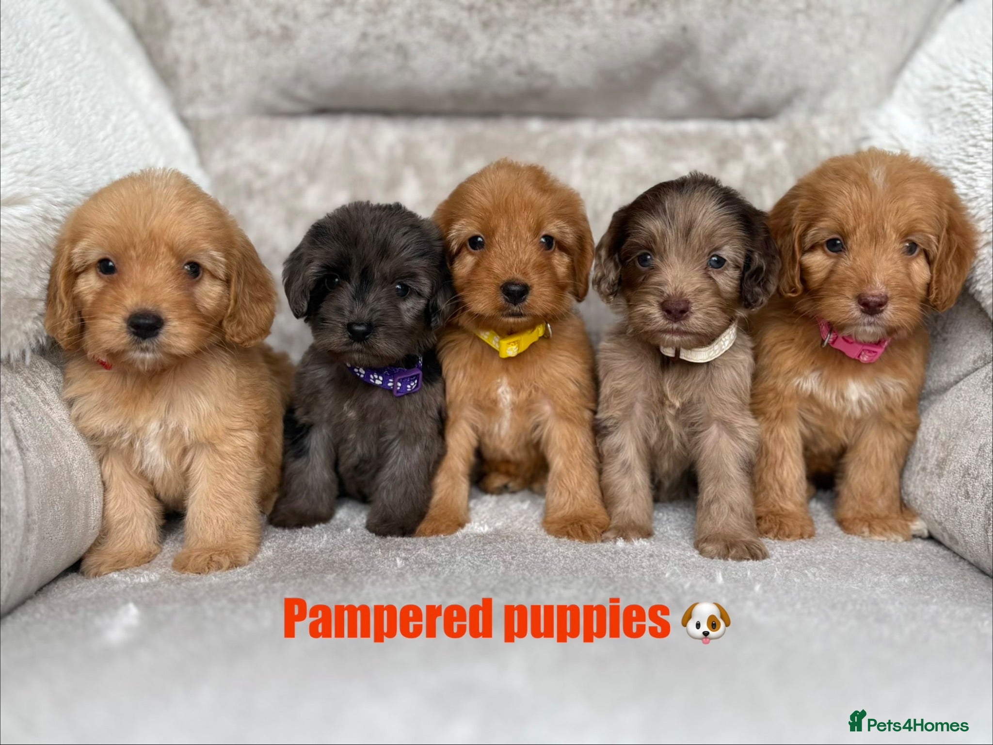 Cockapoo dogs F1 health tested cockapoo puppies - Advert 1
