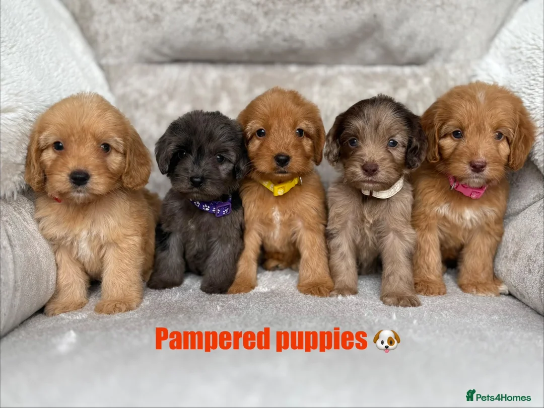 Cockapoo dogs for sale: F1 health tested cockapoo puppies - Advert 1