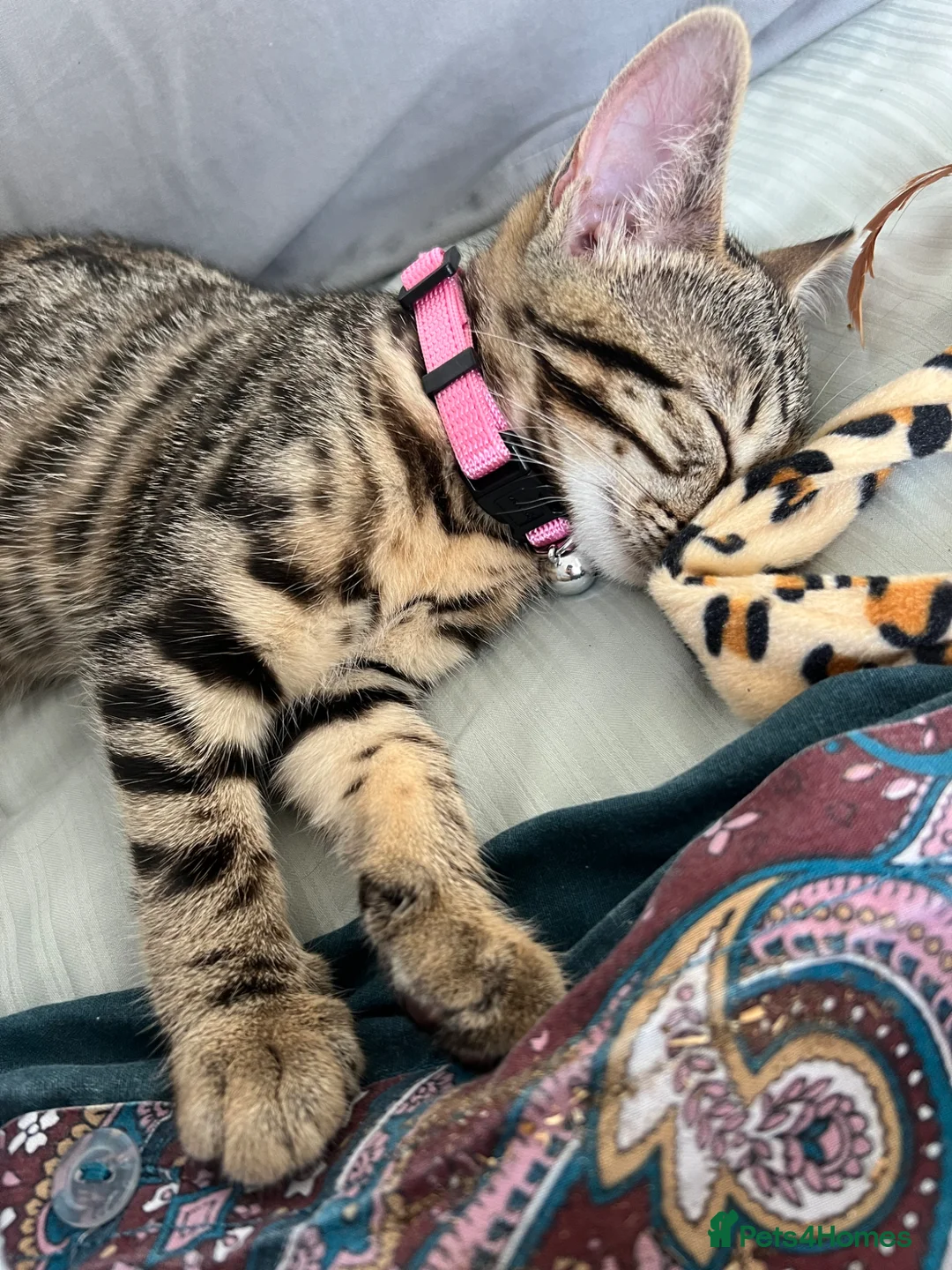 British Shorthair cats for sale: Shakira & Sphynxy  - Advert 2