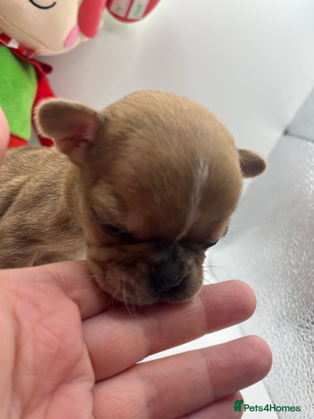 French Bulldog dogs for sale: French bulldog puppies - Advert 3