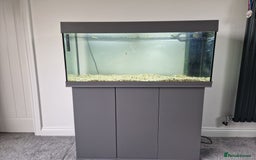 Fancy Goldfish fish for sale: Juwel Rio 180 Fish tank - Image 1