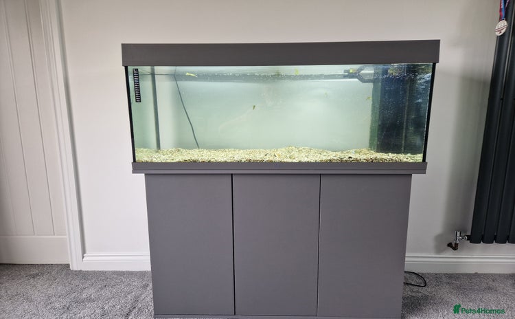Fancy Goldfish fish - Advert 2