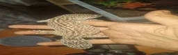 Gecko reptiles for sale:  2 female geckos with complete setup - Advert 3