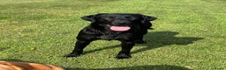 Labrador Retriever dogs for stud: Labrador stud boys in Saltburn-by-the-Sea - Advert 3