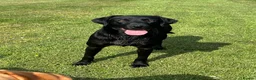 Labrador Retriever dogs for stud: Labrador stud boys in Saltburn-by-the-Sea - Advert 4